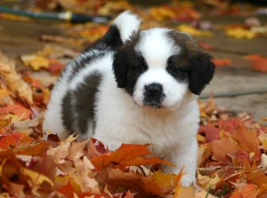 St._Bernard_puppy